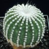 Notocactus_cv_monstruosus